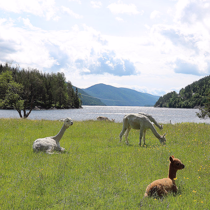Alpakkaglamping