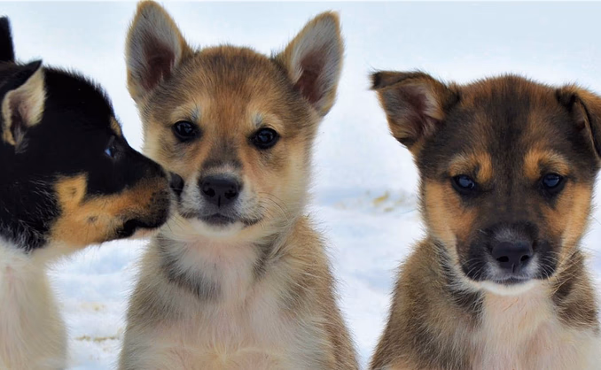 Kennel Husky Besøk