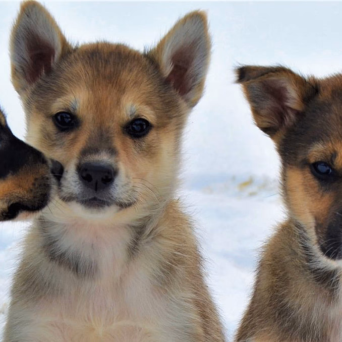 Kennel Husky Besøk