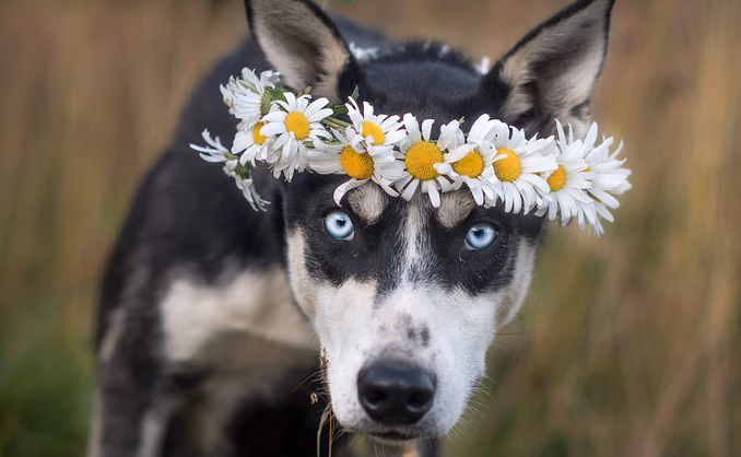 Kennel Husky Besøk