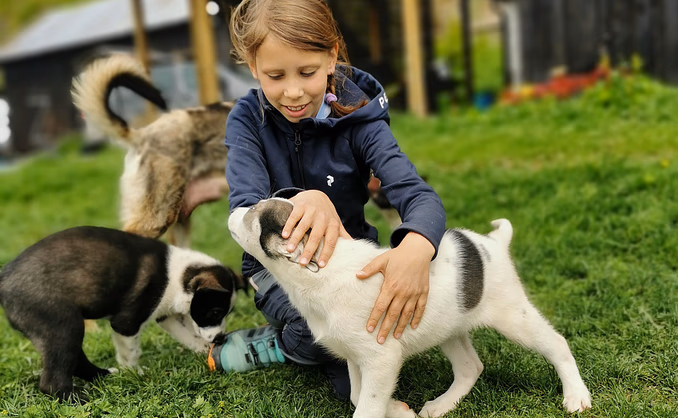 Kennel Husky Besøk