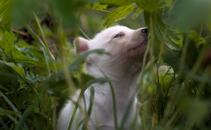 Kennel Husky Besøk