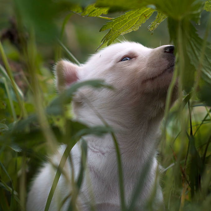 Kennel Husky Besøk