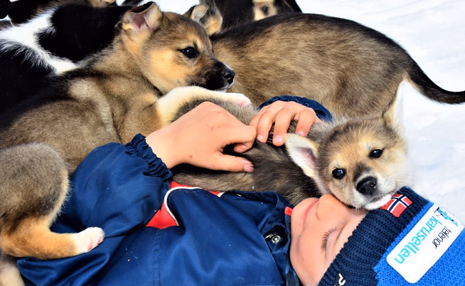 Kennel Husky Besøk