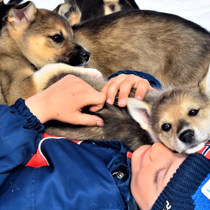 Kennel Husky Besøk