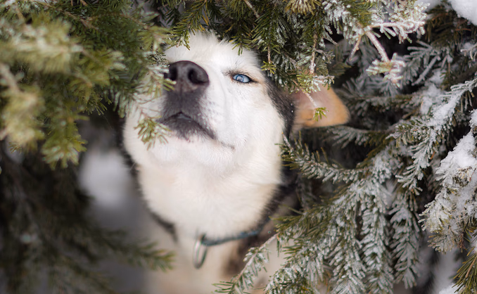 Kennel Husky Besøk
