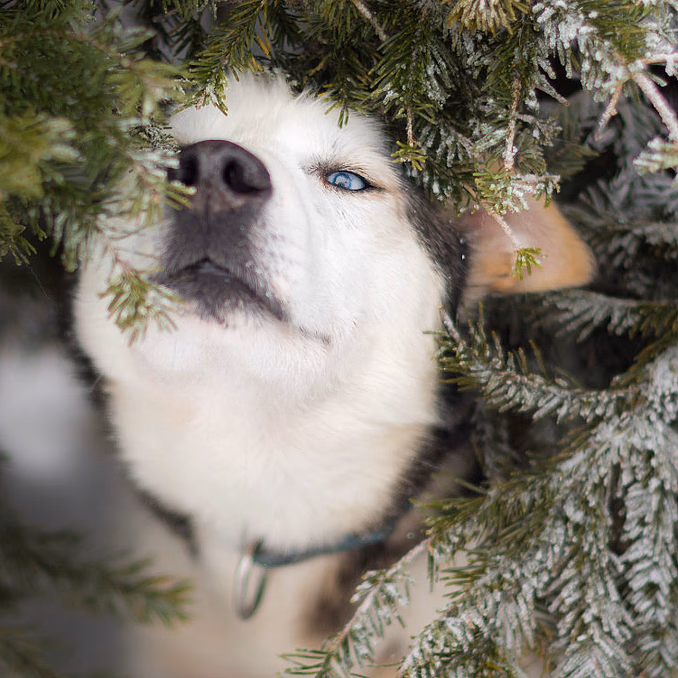 Kennel Husky Besøk