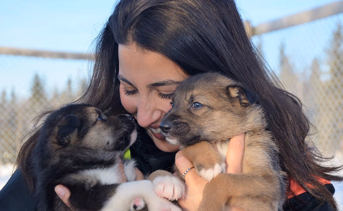 Kennel Husky Besøk