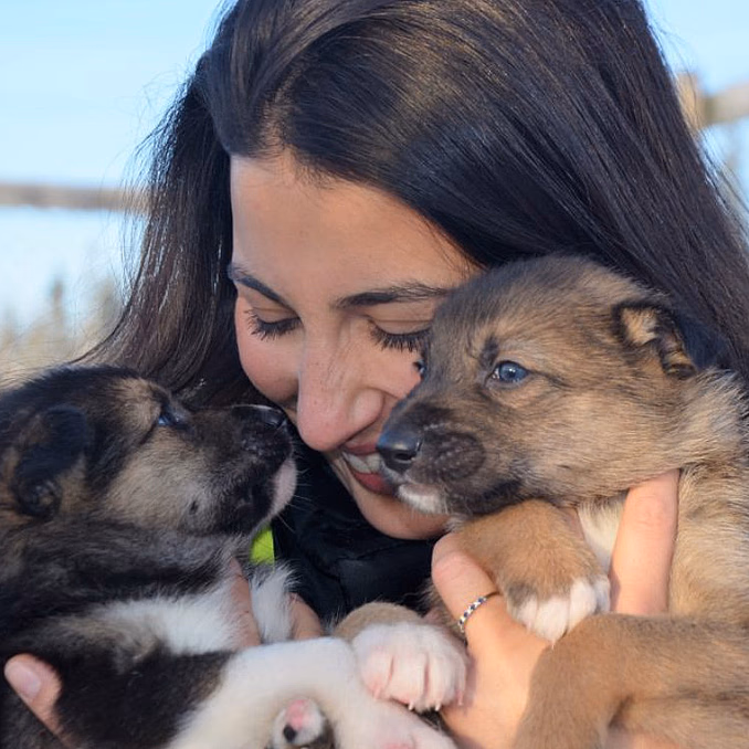 Kennel Husky Besøk
