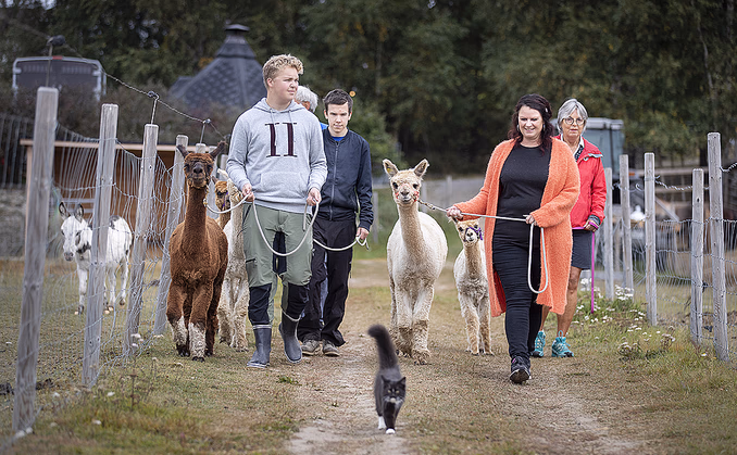 Alpakkavandring for familien