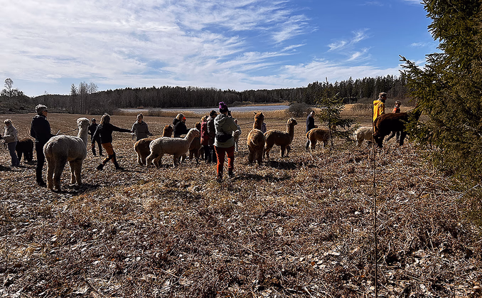 Alpakkavandring for familien