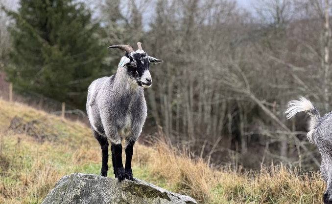 Geitevandring for to