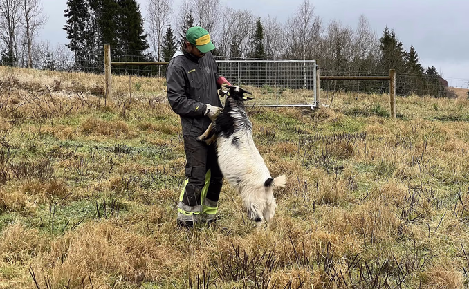 Geitevandring for to