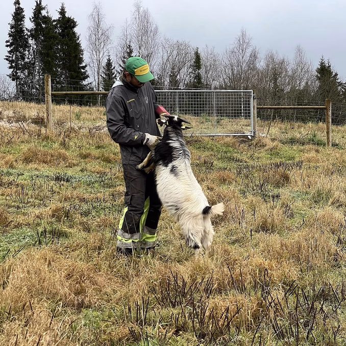 Geitevandring for to