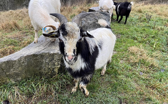 Geitevandring for to