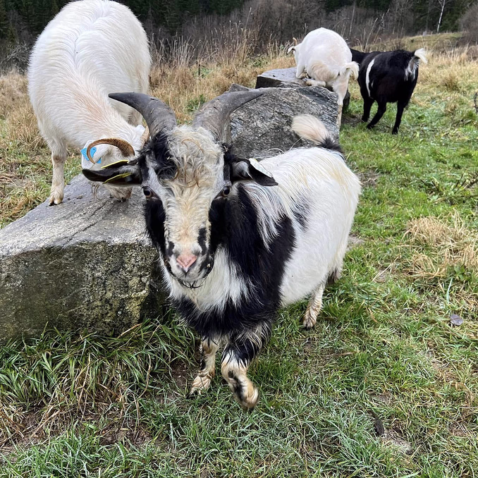 Geitevandring for to