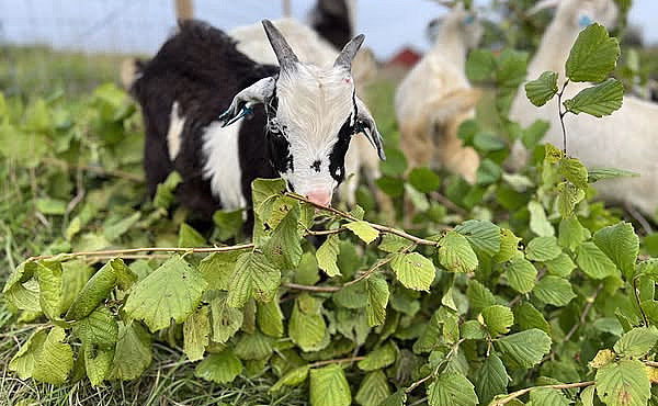 Geitevandring for to