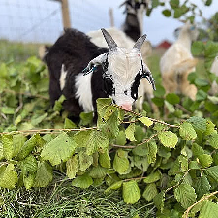 Geitevandring for to