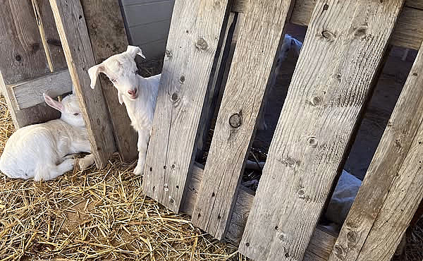 Geitevandring for to