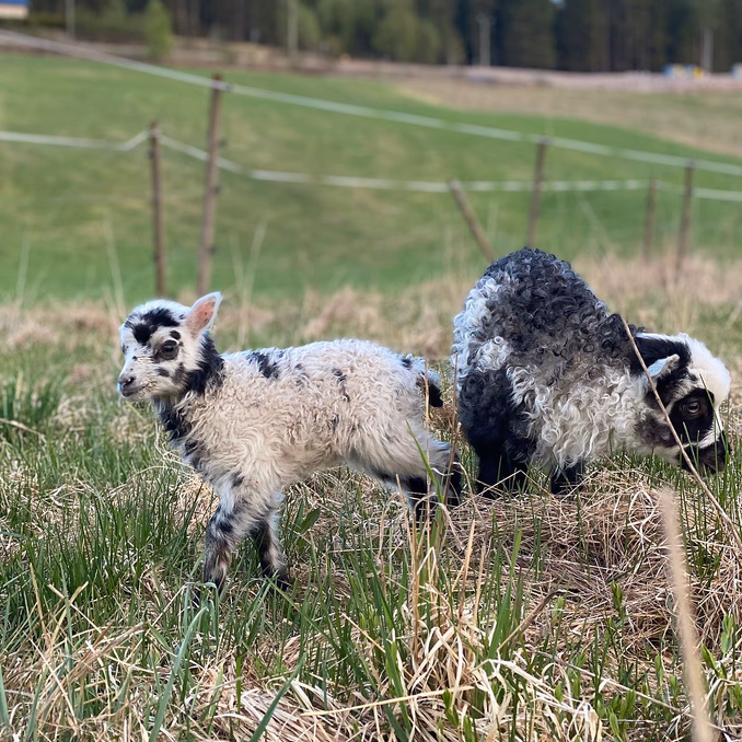 Gårdsbesøk for familien