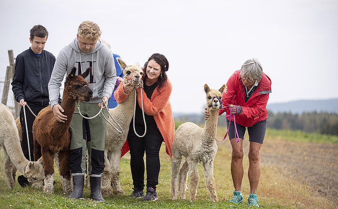 Alpakkavandring for to