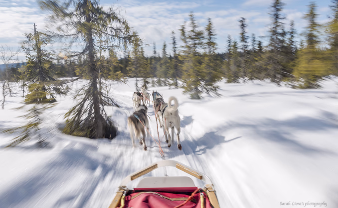 Hundekjøring med kennelbesøk