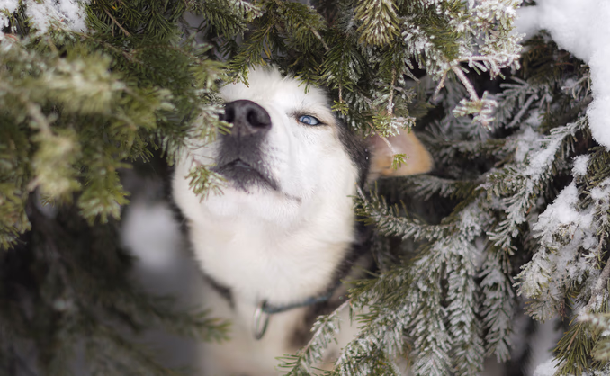 Hundekjøring med kennelbesøk