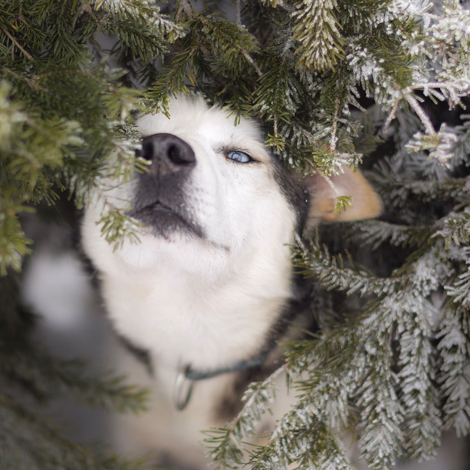 Hundekjøring med kennelbesøk