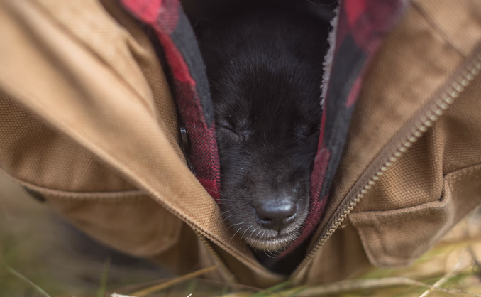 Hundekjøring med kennelbesøk