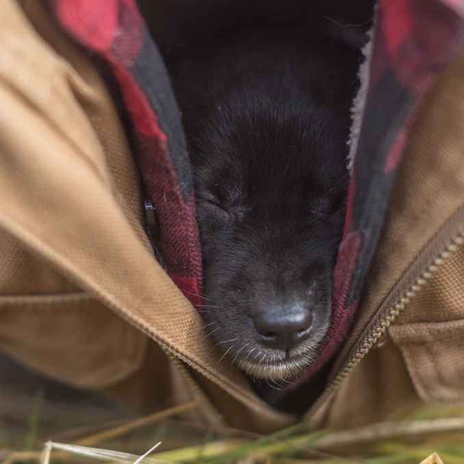 Hundekjøring med kennelbesøk