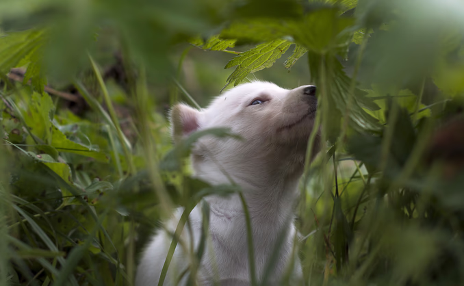 Hundekjøring, kennelbesøk og overnatting