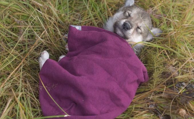 Hundekjøring, kennelbesøk og overnatting