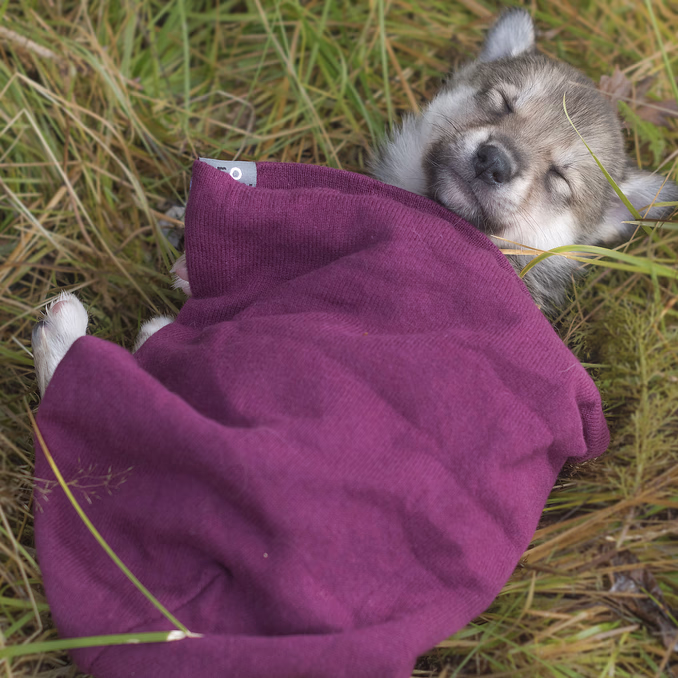 Hundekjøring, kennelbesøk og overnatting