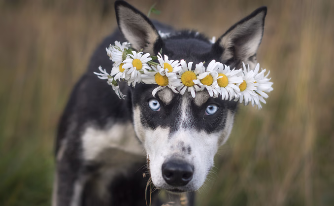 Hundekjøring, kennelbesøk og overnatting