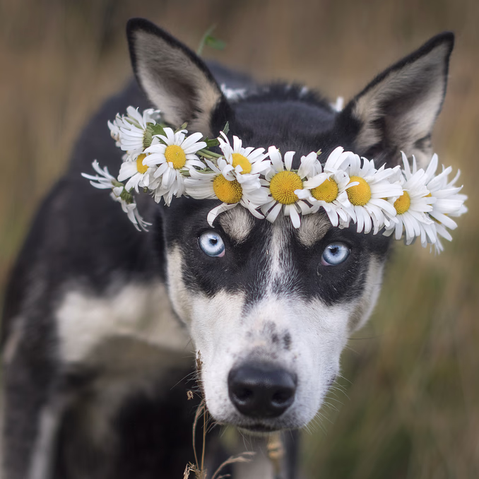 Hundekjøring, kennelbesøk og overnatting