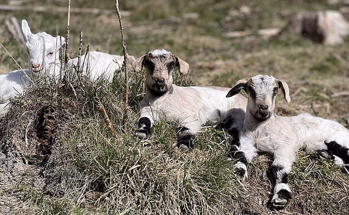 Geitevandring for to