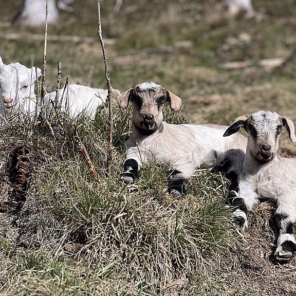 Geitevandring for to