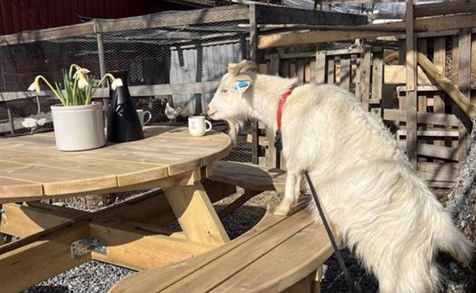 Geitevandring for to