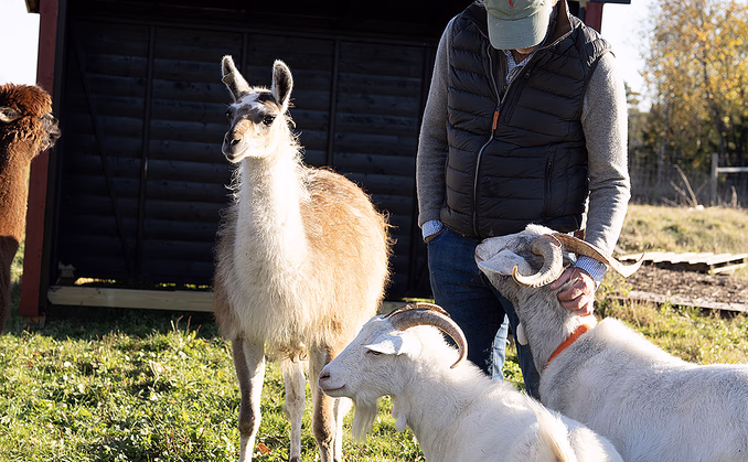 Geitevandring for to