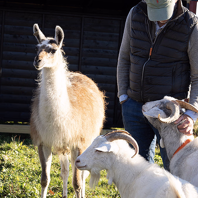 Geitevandring for to