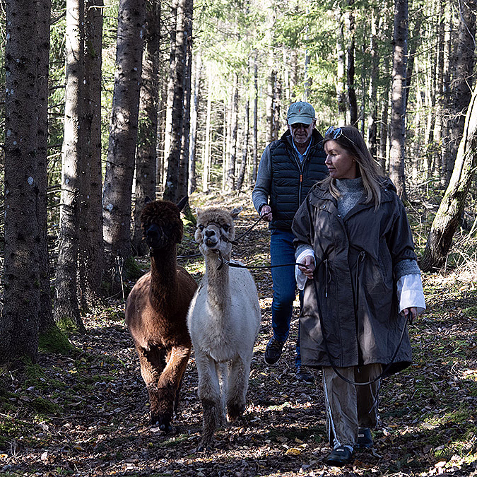 Alpakkavandring for to