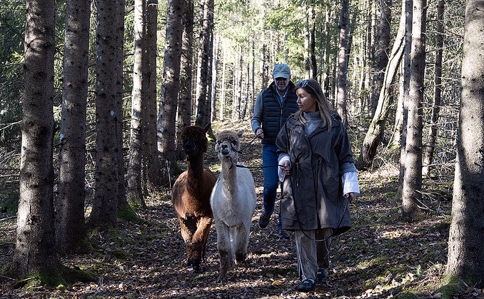 Alpakkavandring for familien