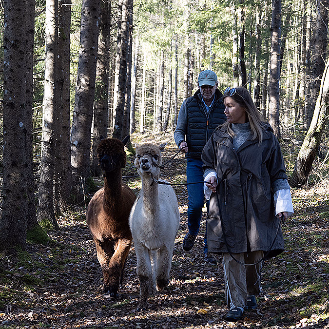 Alpakkavandring for familien