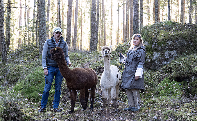 Alpakkavandring for familien