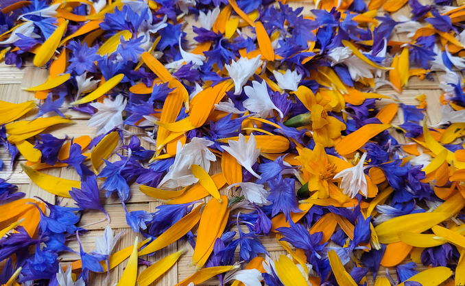 Sankekurs av urter og spiselige blomster