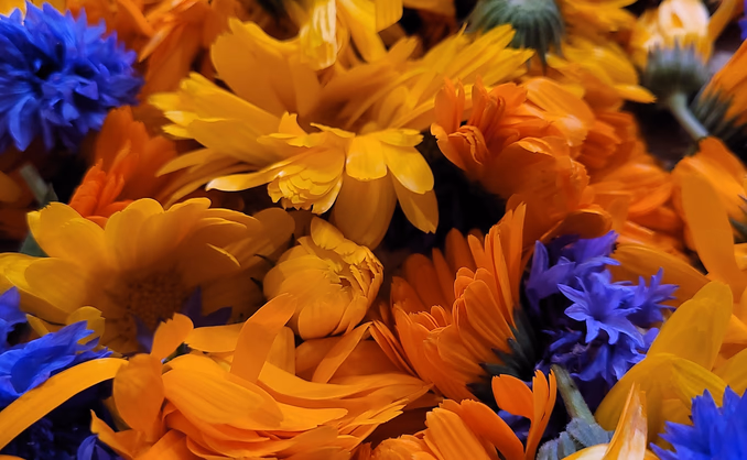 Sankekurs av urter og spiselige blomster