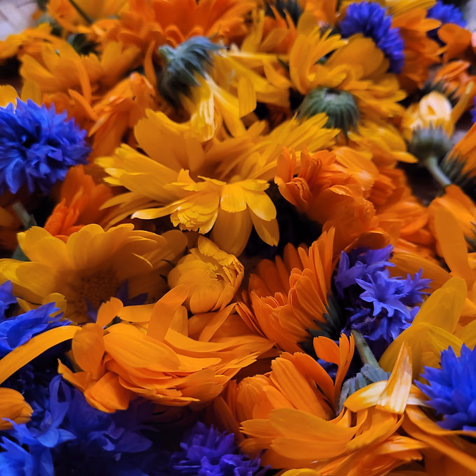 Sankekurs av urter og spiselige blomster