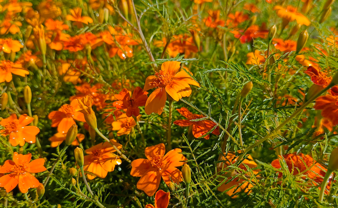 Sankekurs av urter og spiselige blomster