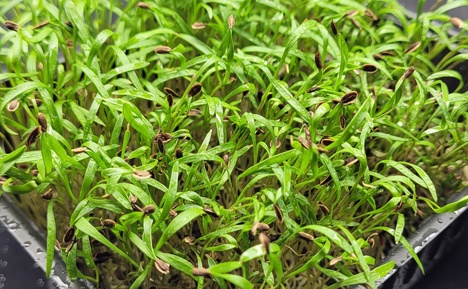 Kurs i hjemmedyrking