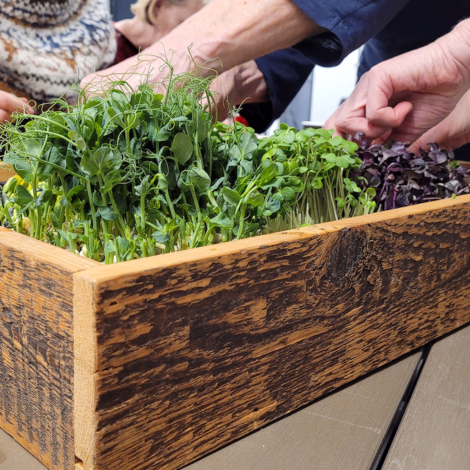 Kurs i hjemmedyrking